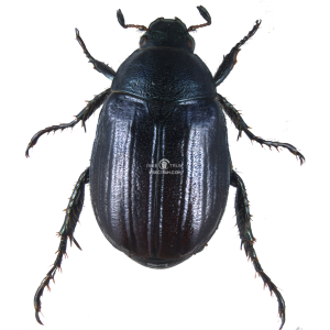 ANOMALA DUBIA